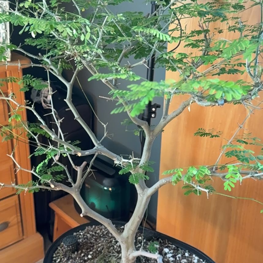 Photo of the plant species Brazillian Rain Tree by @TopTurkshead19 named Taylor Swift on Greg, the plant care app