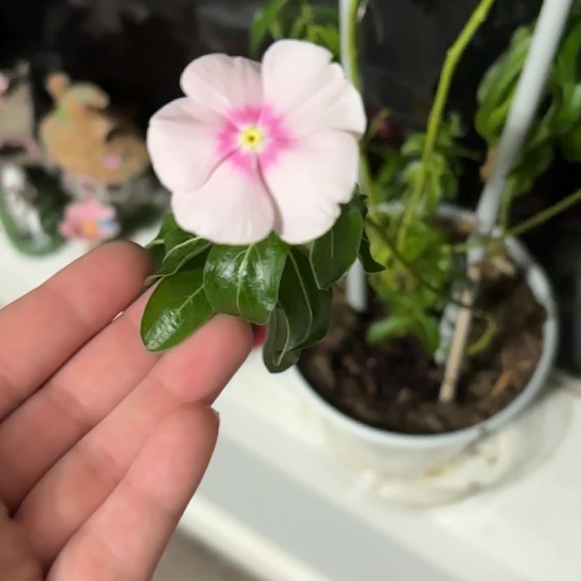 Photo of the plant species Vinca by @PrinceLovage64 named Orlando Bloom on Greg, the plant care app