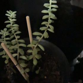 Photo of the plant species White Stonecrop by @PrinceLovage64 named Winston on Greg, the plant care app