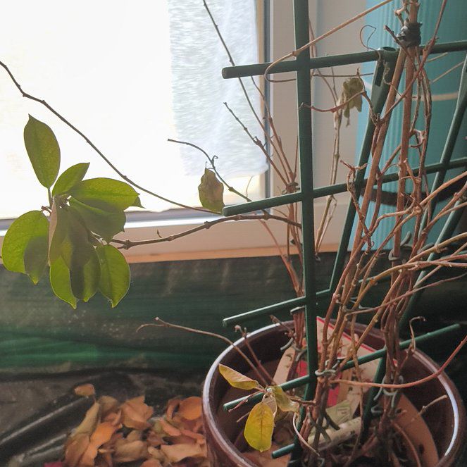 Photo of the plant species Red Mandevilla by @MatureJicaro44 named Spike Leaves on Greg, the plant care app