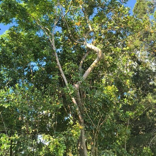 Photo of the plant species Gumbo-Limbo by @CalmCucumber81 named Kendall on Greg, the plant care app
