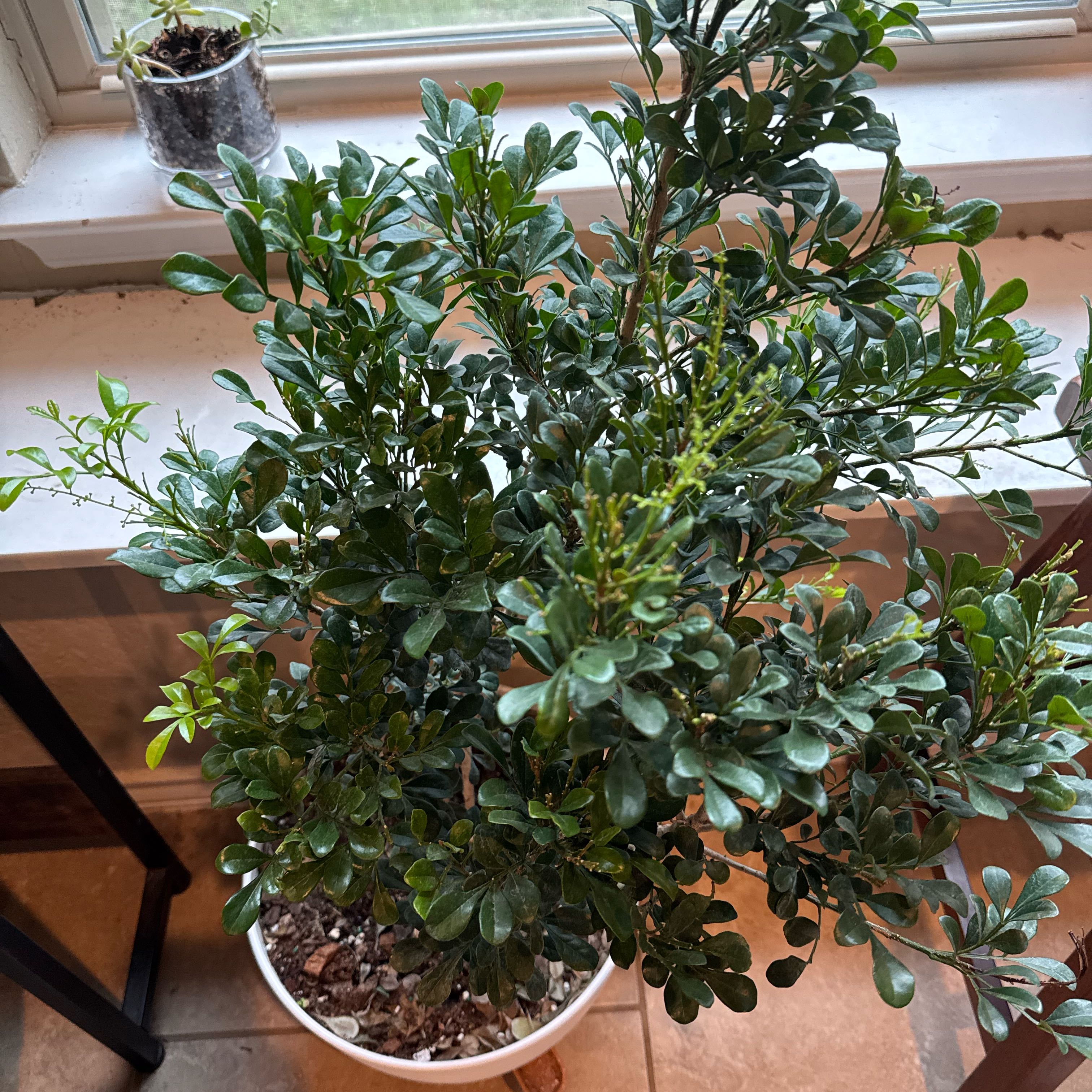 Photo of the plant species Chinese Perfume Tree by @ManyCanna67 named Morgan Treeman on Greg, the plant care app
