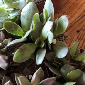 Photo of the plant species Leather-Leaf Fern by @HotBreweroak51 named Figyonce on Greg, the plant care app