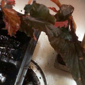 Photo of the plant species Curled Pondweed by @SleekPepper15 named Tree Diddy on Greg, the plant care app
