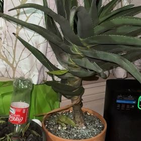 Photo of the plant species Hercules Aloe Tree by @SocialRockfig89 named Messi on Greg, the plant care app