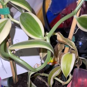 Photo of the plant species vanilla orchid by @SocialRockfig89 named Gaga on Greg, the plant care app