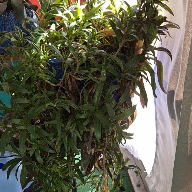 Photo of the plant species Common Gum Cistus by @HighAlula59 named Drake on Greg, the plant care app
