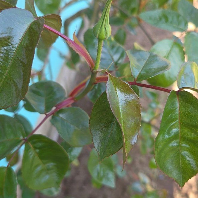 Photo of the plant species Evergreen Rose by @EarthyNoognug19 named Kesha on Greg, the plant care app