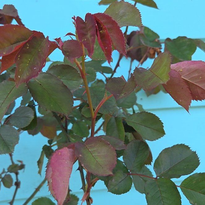 Photo of the plant species Redleaf Rose by @EarthyNoognug19 named Coco on Greg, the plant care app