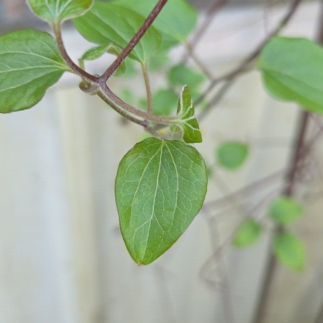 Photo of the plant species Evergreen Clematis by @EarthyNoognug19 named Tupot amaroot on Greg, the plant care app