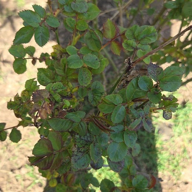 Photo of the plant species Scotch Rose by @EarthyNoognug19 named Queen on Greg, the plant care app