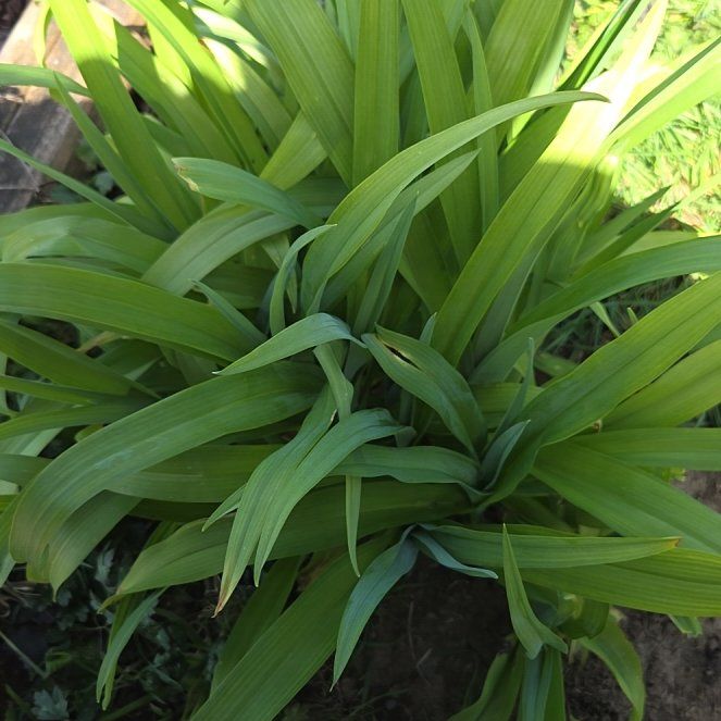 Photo of the plant species Greater Cobra Lily by @EarthyNoognug19 named Robert Plant on Greg, the plant care app