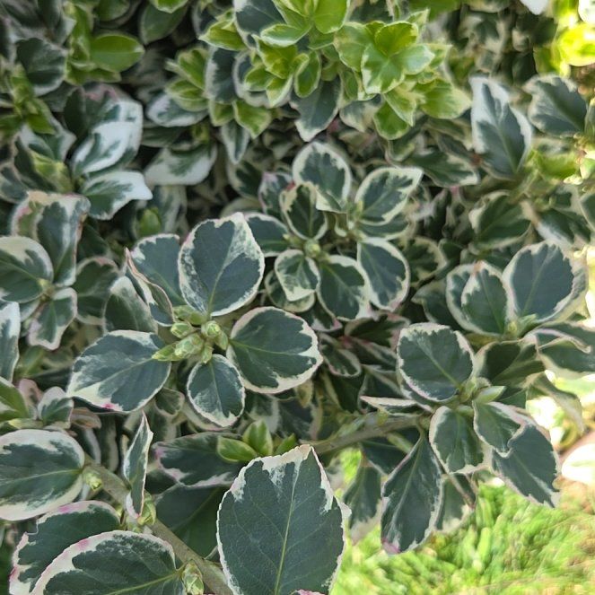 Photo of the plant species Japanese Spindle by @EarthyNoognug19 named Homer on Greg, the plant care app