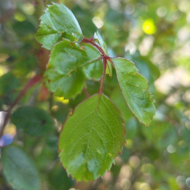 Photo of the plant species Midland Hawthorn by @EarthyNoognug19 named Austen on Greg, the plant care app