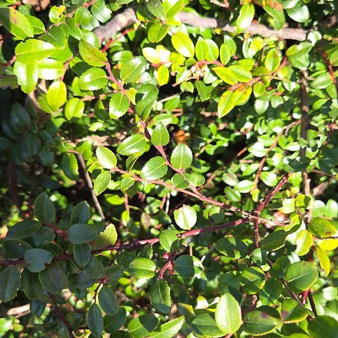Photo of the plant species Evergreen Huckleberry by @EarthyNoognug19 named Sage on Greg, the plant care app
