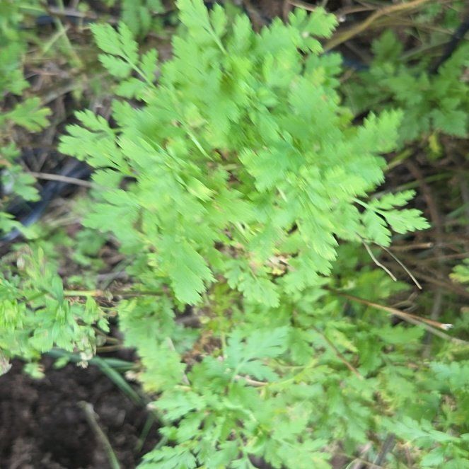 Photo of the plant species Feverfew by @EarthyNoognug19 named Einstein on Greg, the plant care app