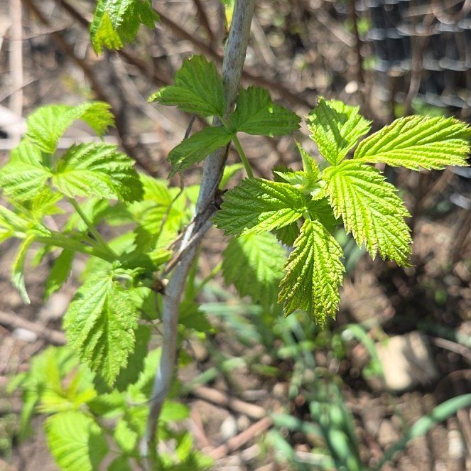 Photo of the plant species Salmonberry by @EarthyNoognug19 named Mochi on Greg, the plant care app