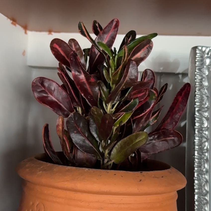 Photo of the plant species Luna Batik Croton by @TryBasil71 named Kylie on Greg, the plant care app