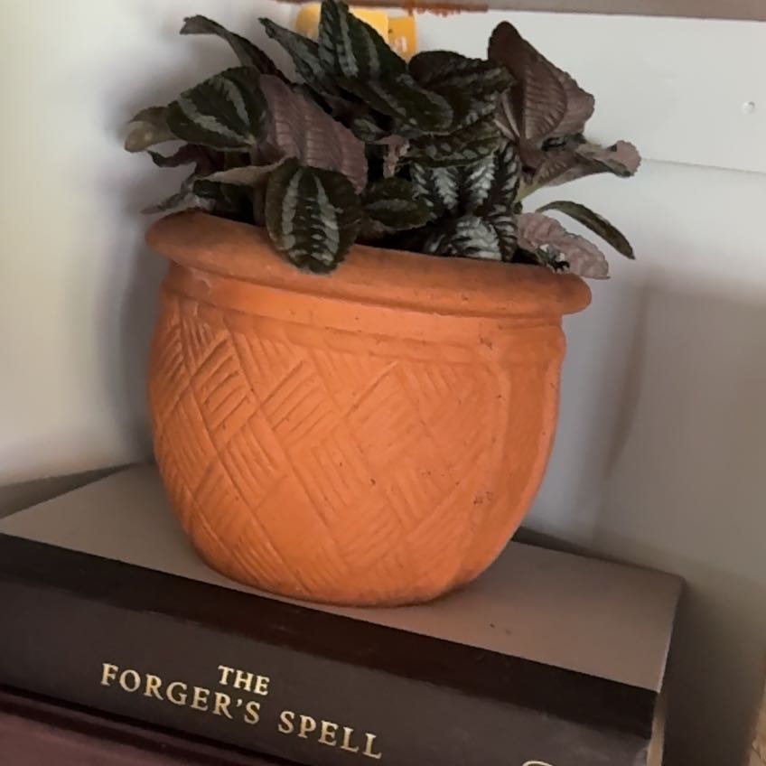 Photo of the plant species Pilea by @TryBasil71 named Elle on Greg, the plant care app