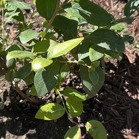 Photo of the plant species Black Highbush Blueberry by @WillOkra9 named Sahara on Greg, the plant care app