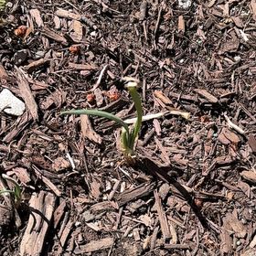 Photo of the plant species Walla Walla Onion by @WillOkra9 named Plato on Greg, the plant care app