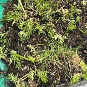 Photo of the plant species Field Burrweed by @PumpedupEncina0 named Doja Cat on Greg, the plant care app