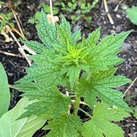 Photo of the plant species Common Motherwort by @PumpedupEncina0 named Peter Parker on Greg, the plant care app