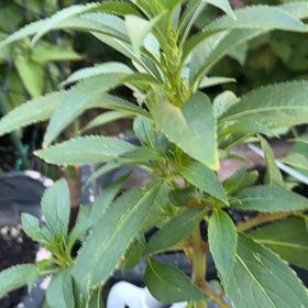 Photo of the plant species Balsam by @PumpedupEncina0 named Robert Plant on Greg, the plant care app