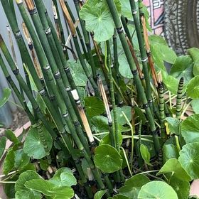 Photo of the plant species Manyflower Marshpennywort by @PumpedupEncina0 named Denali on Greg, the plant care app
