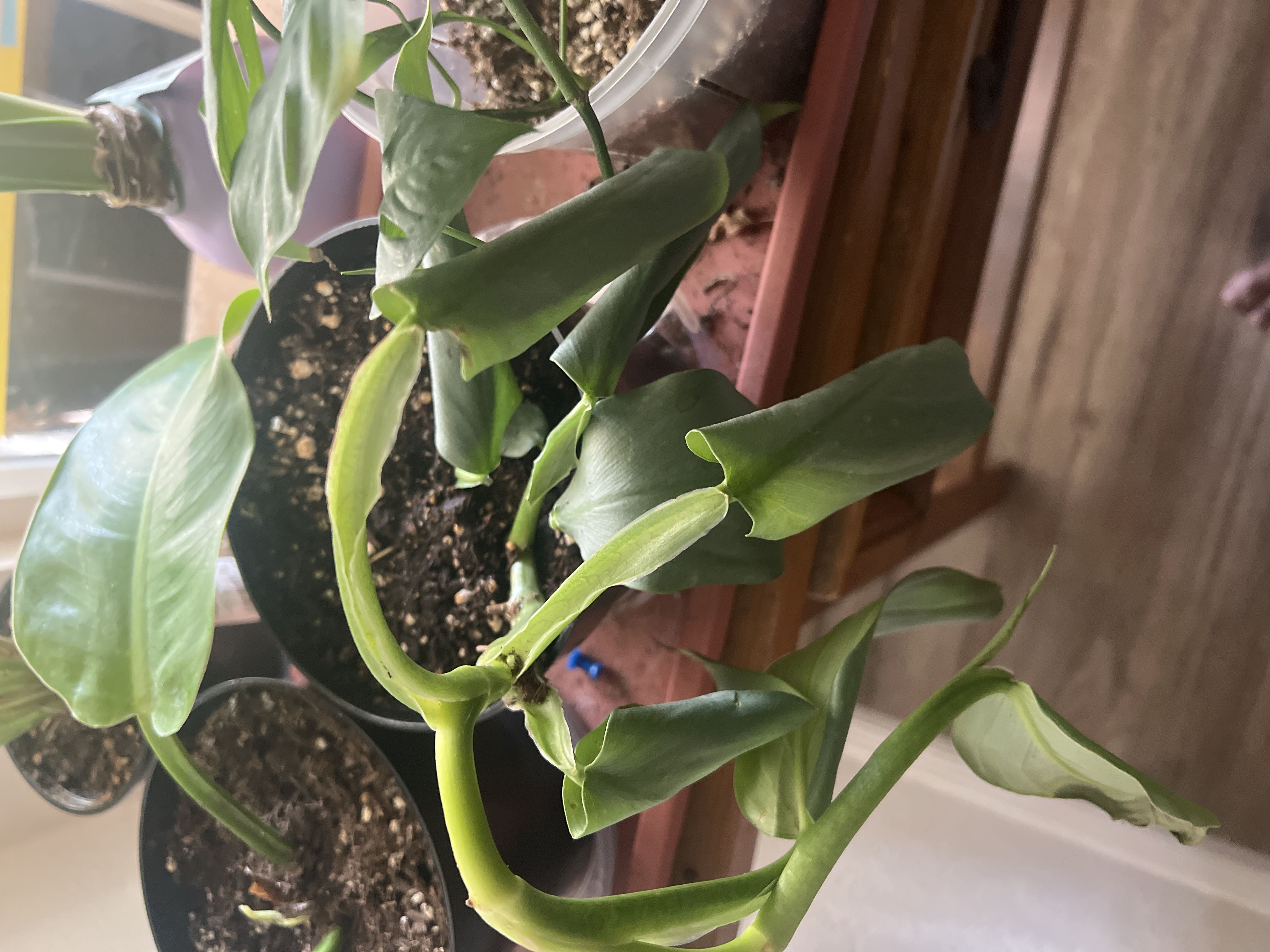 Photo from the post