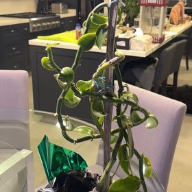 Photo of the plant species Vainilla by @GodlyPetunia43 named Muhammad Ali on Greg, the plant care app