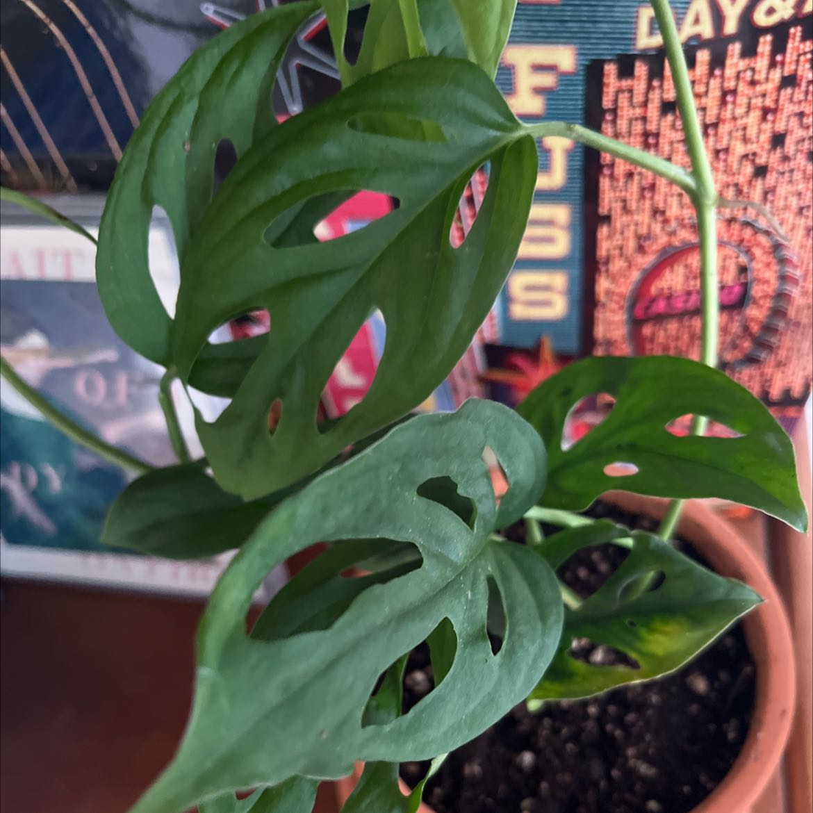 Swiss Cheese Vine (Monstera adansonii) in a pot with healthy perforated leaves.