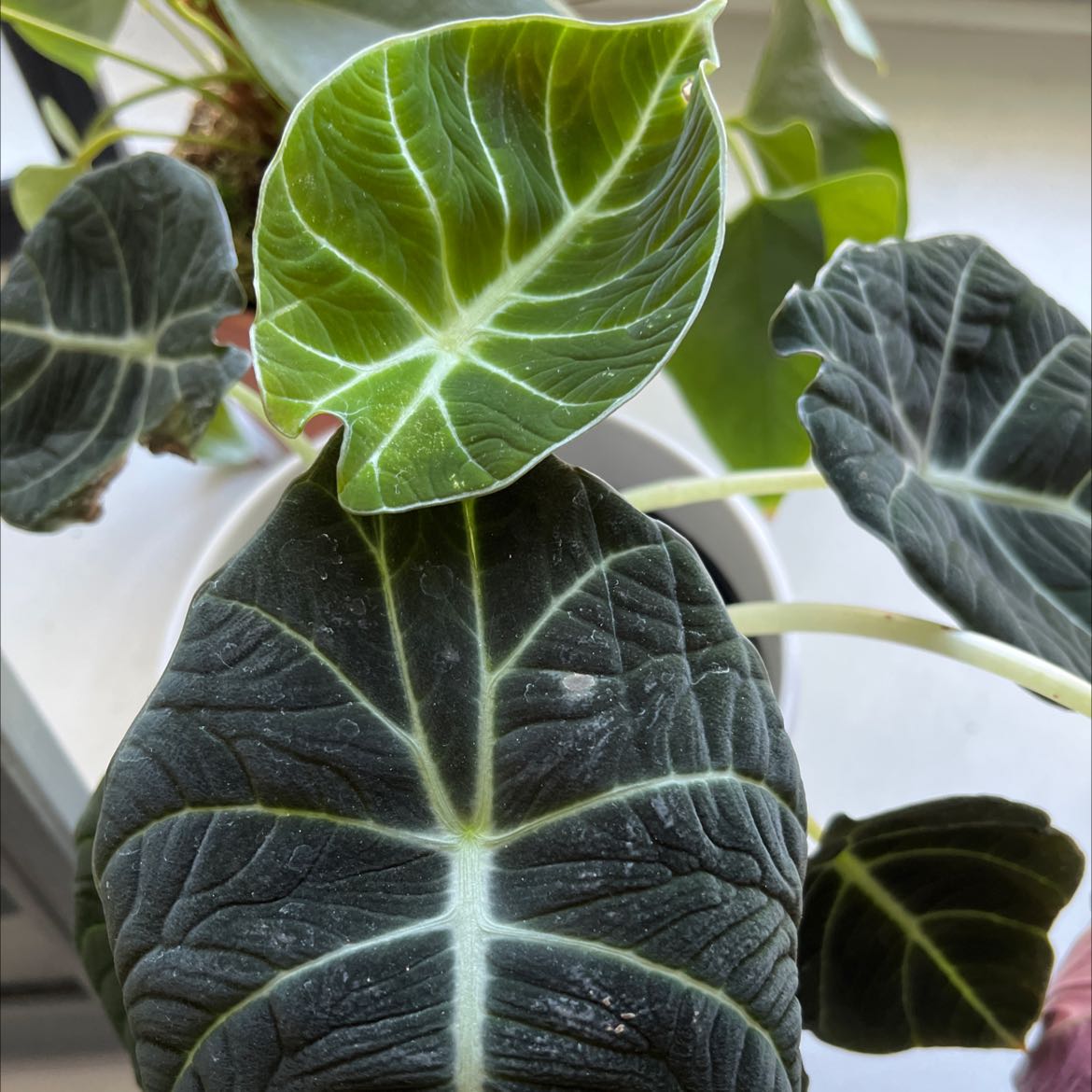 Black Velvet Alocasia plant with dark green, velvety leaves and prominent white veins.
