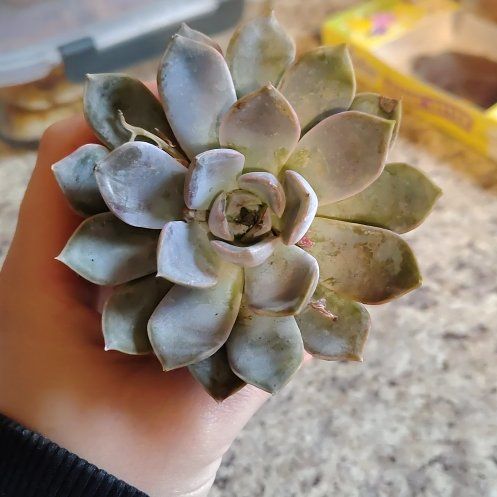 Photo of the plant species Succulent by @MerryKaro67 named Kylie on Greg, the plant care app