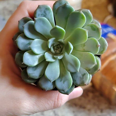 Photo of the plant species Echeveria Minima by @MerryKaro67 named Fernie Mercury on Greg, the plant care app