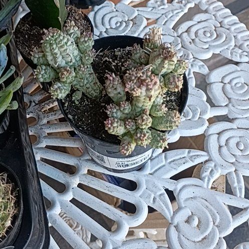 Photo of the plant species Medusa's Head by @FullMedeola48 named Khaleesi on Greg, the plant care app