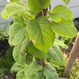 Photo of the plant species Kiwi Fruit by @SassyTrextoes69 named Xena on Greg, the plant care app