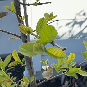 Photo of the plant species Guava Tree by @SassyTrextoes69 named Einstein on Greg, the plant care app