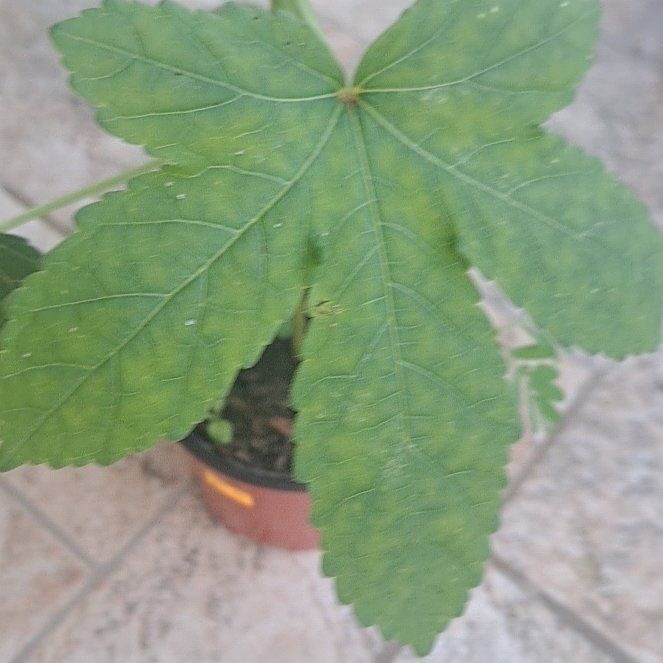 Photo of the plant species Abelmoschus Esculentus by @BabyWavycap11 named Fernie Mac on Greg, the plant care app