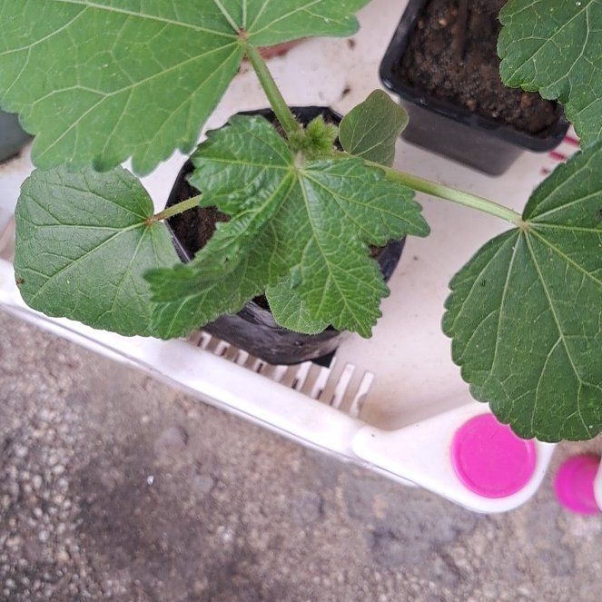 Photo of the plant species Abelmoschus Esculentus by @BabyWavycap11 named Shakira on Greg, the plant care app