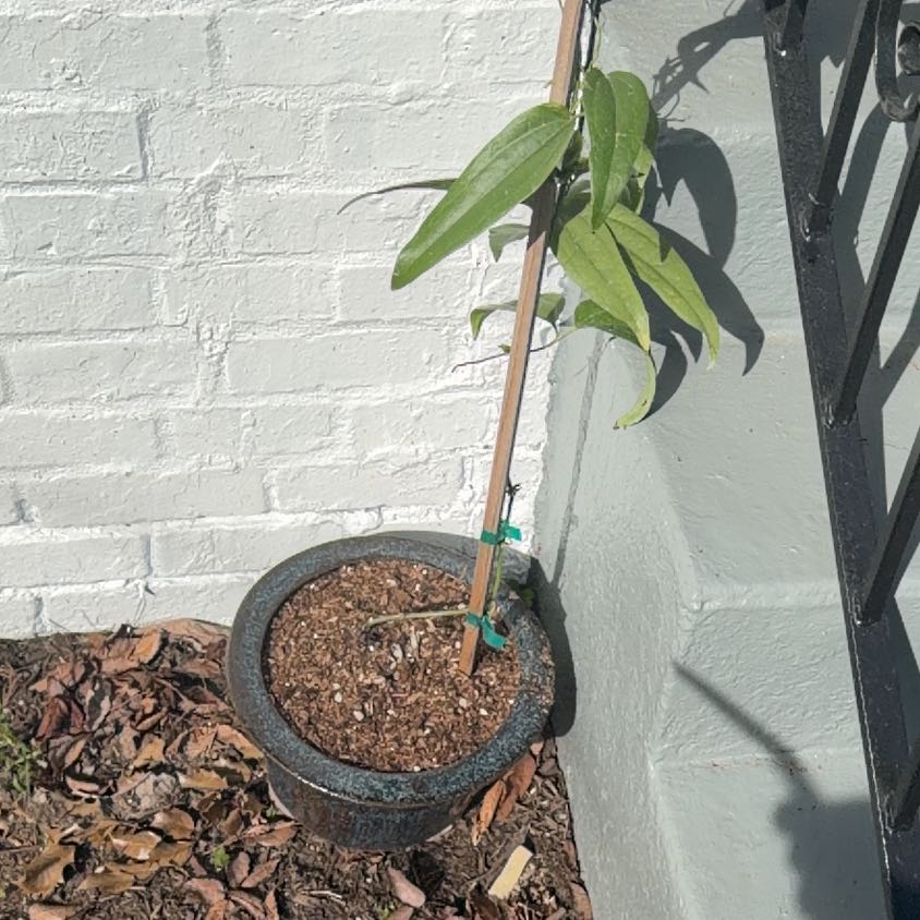 Photo of the plant species Evergreen clematis by @MerryTupeia63 named Clementine on Greg, the plant care app