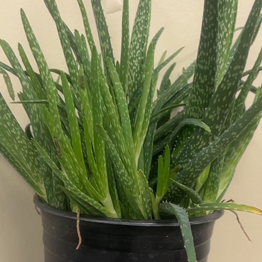 Photo of the plant species Aloe 'Firebird' by @PoliteCorkoak99 named Aloe Vera on Greg, the plant care app