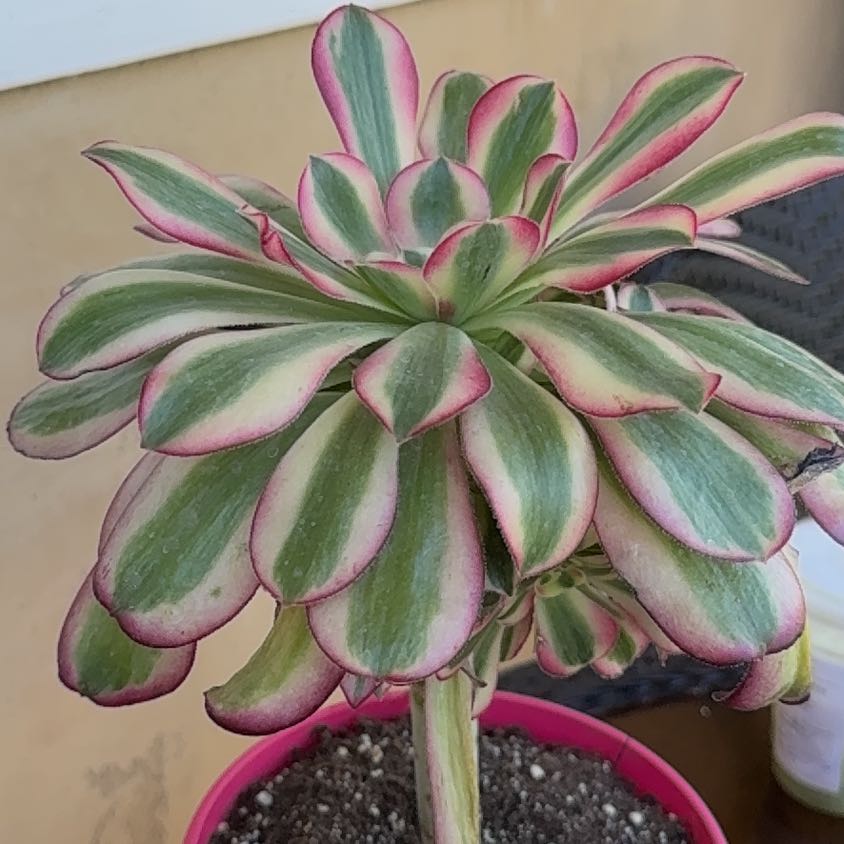 Photo of the plant species Aeonium 'Carnival' by @LitheChia85 named Sanders on Greg, the plant care app