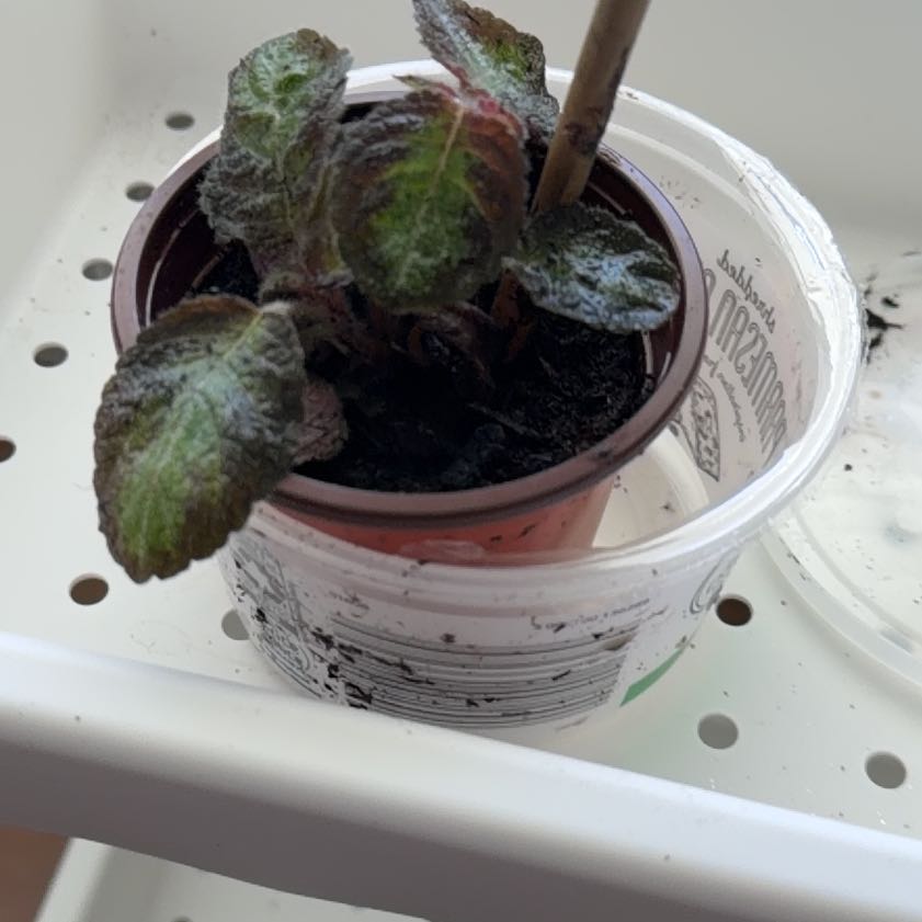 Photo of the plant species Purple Waffle Plant by @WillRadish58 named Miley ? on Greg, the plant care app
