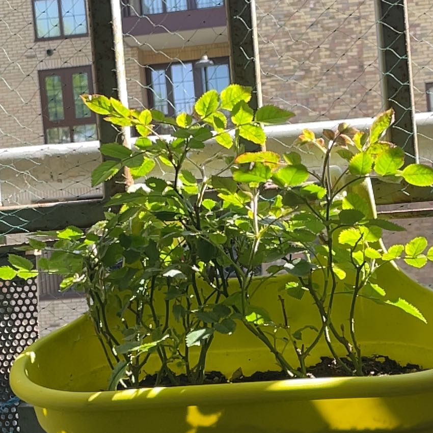 Photo of the plant species Mini Rose by @YesRiberry37 named Daphne on Greg, the plant care app