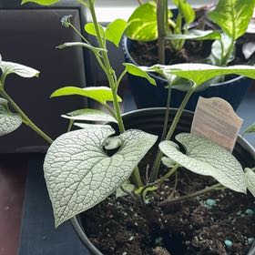 Photo of the plant species False Forget-Me-Not by @YesHorsemint97 named Zeus on Greg, the plant care app