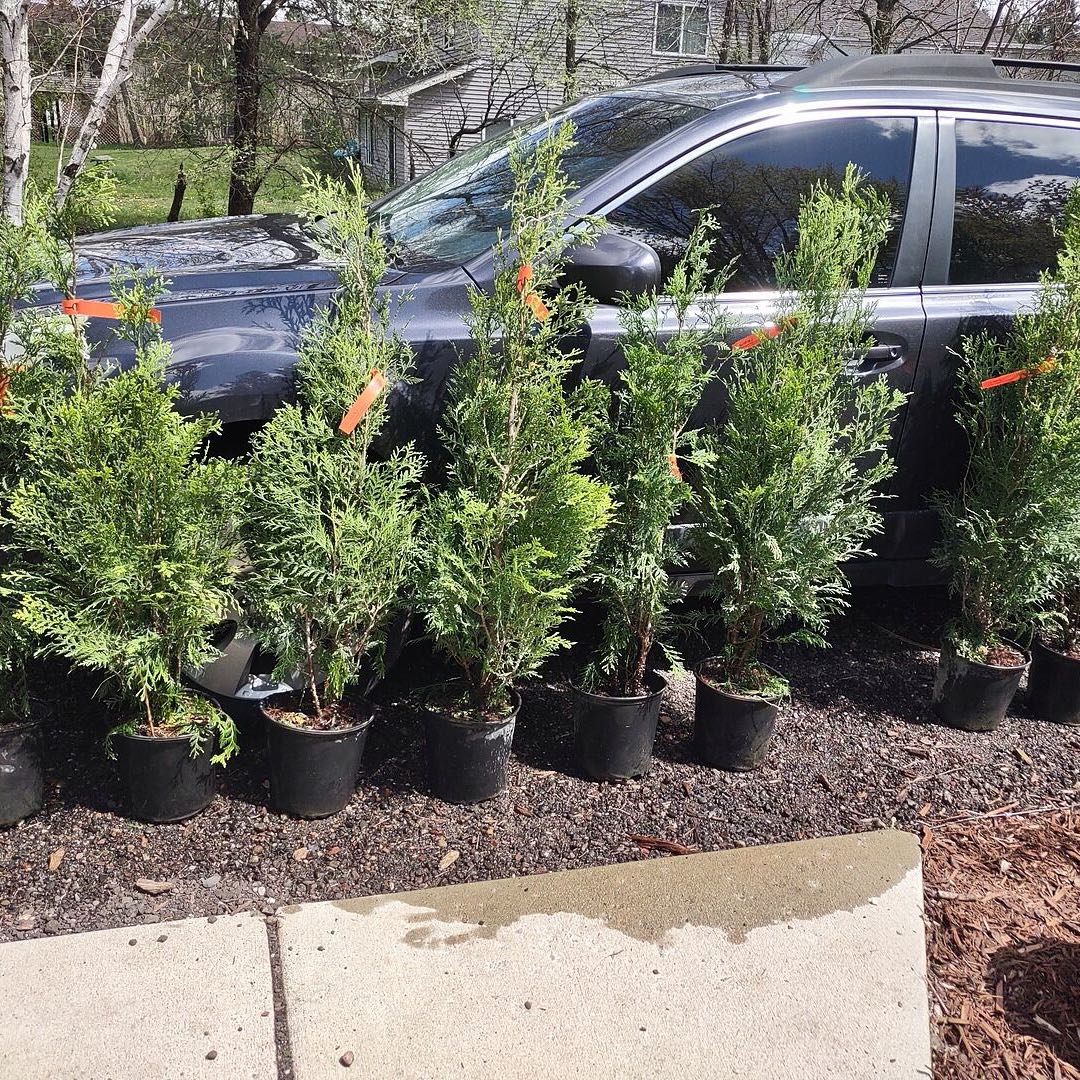 Photo of the plant species American Pillar Arborvitae by @SirRamshorn74 named Dolores on Greg, the plant care app