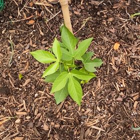 Photo of the plant species Maypop by @DeanMira12 named Rainier on Greg, the plant care app
