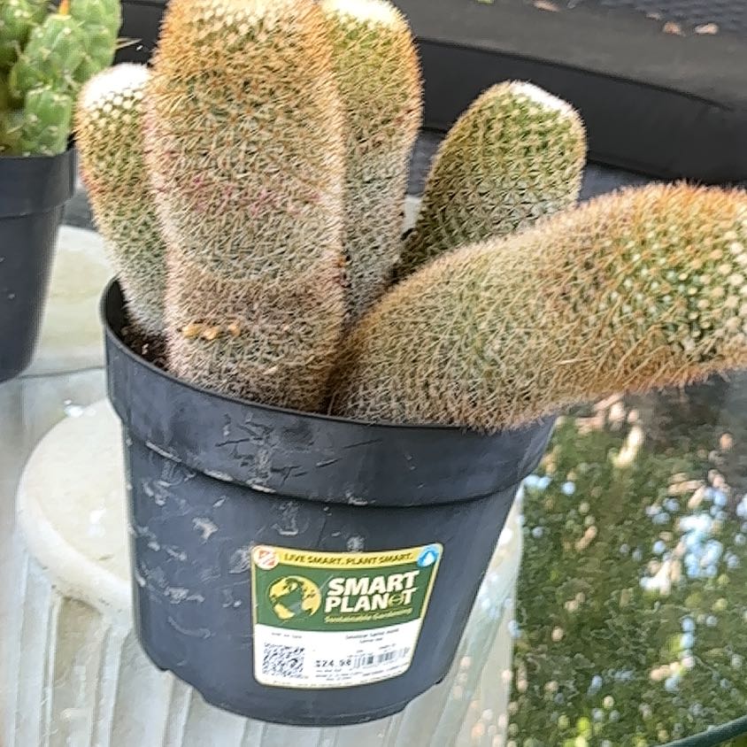 Photo of the plant species Jackfruit by @PleasantSaguaro named Orwell on Greg, the plant care app