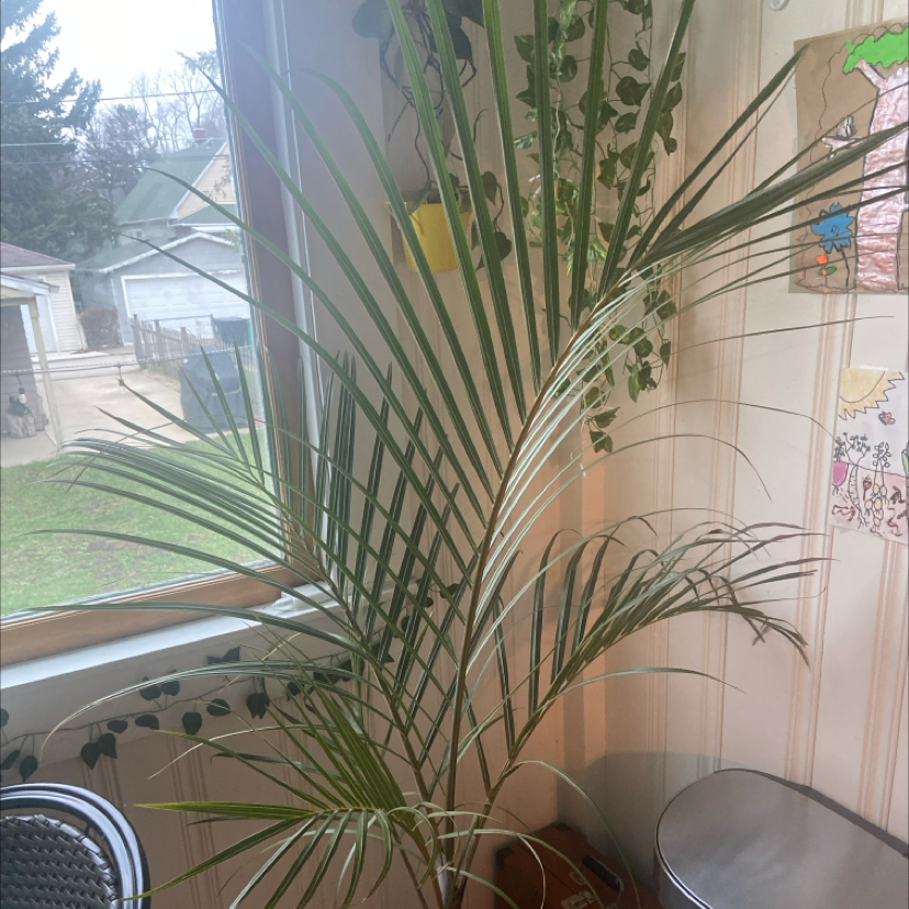 Photo of the plant species Palmiste Marron by Cheryl named Spindle on Greg, the plant care app